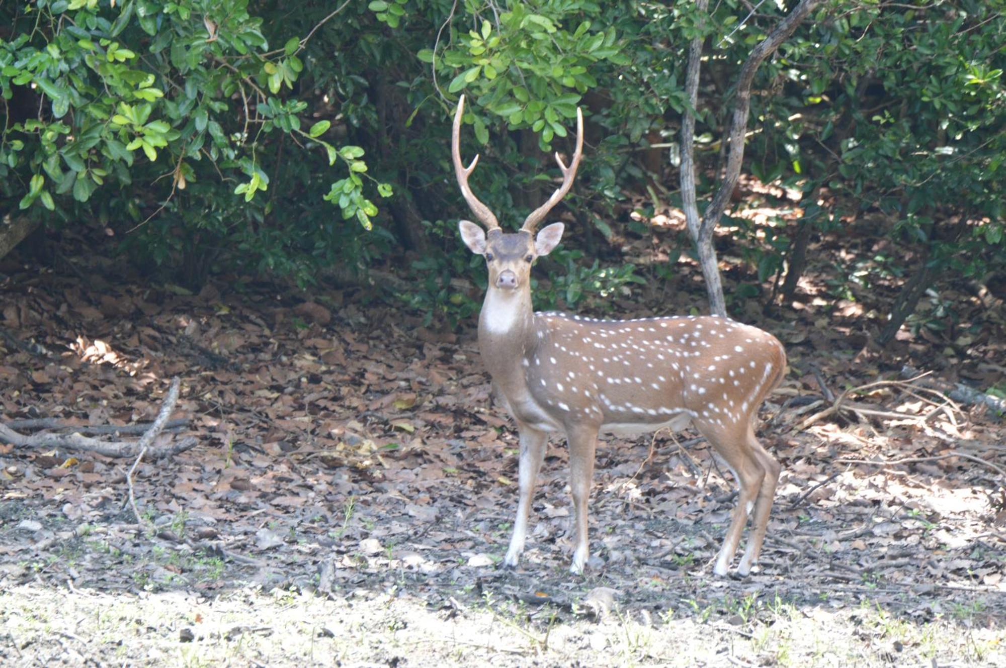 Priyanna Guest, Forest View Polonnaruwa Eksteriør billede